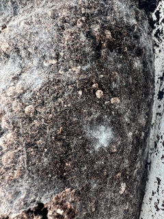 Organic Living Soil (Blend 1)