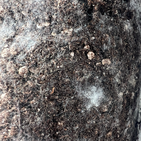 Living Soils