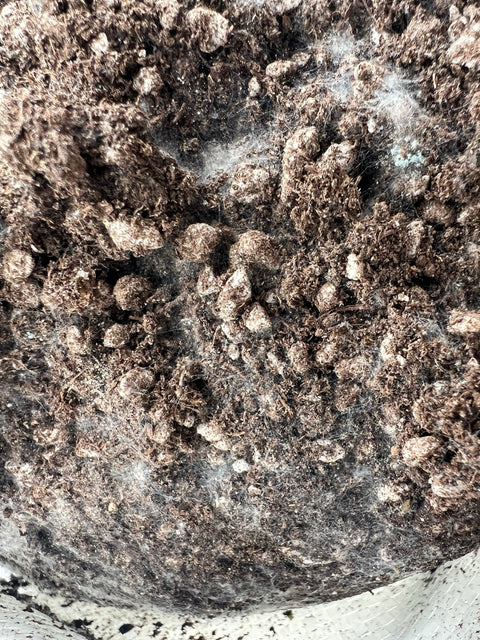 Organic Living Soil (Blend 1)