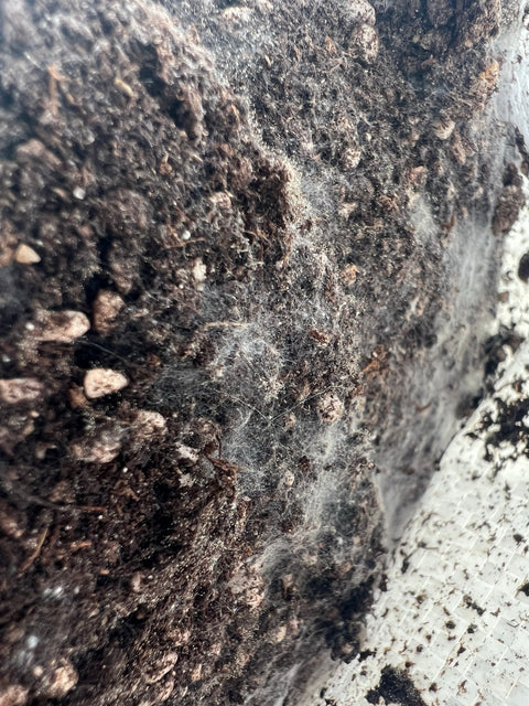 Organic Living Soil (Blend 1)