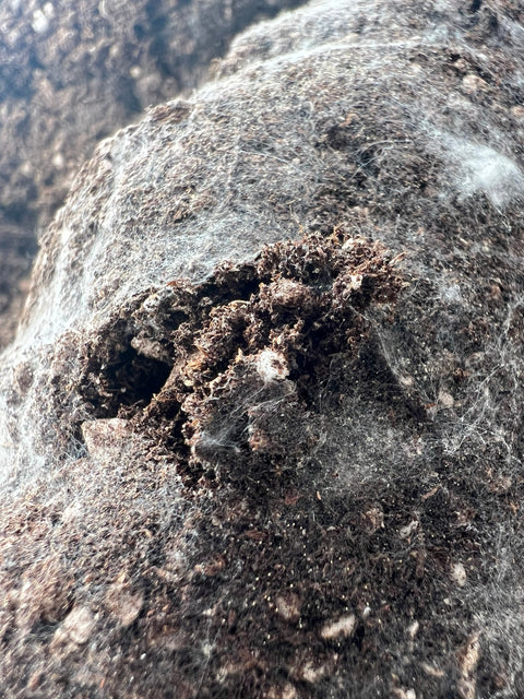 Organic Living Soil (Blend 1)