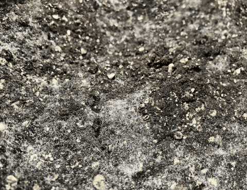 Close-up of microbially charged GRO-DIRT.